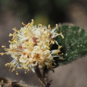 Pomaderris eriocephala at Paddys River, ACT - 27 Sep 2015