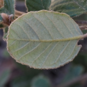 Pomaderris eriocephala at Paddys River, ACT - 27 Sep 2015