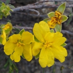 Hibbertia calycina (Lesser Guinea-flower) at Paddys River, ACT - 27 Sep 2015 by KenT