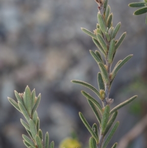 Hibbertia calycina at Paddys River, ACT - 27 Sep 2015