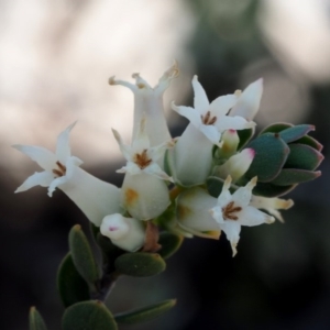 Brachyloma daphnoides at Paddys River, ACT - 27 Sep 2015 10:16 AM