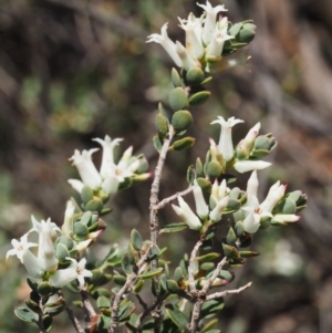 Brachyloma daphnoides at Paddys River, ACT - 27 Sep 2015