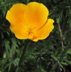 Eschscholzia californica (California Poppy) at Bullen Range - 27 Sep 2015 by KenT