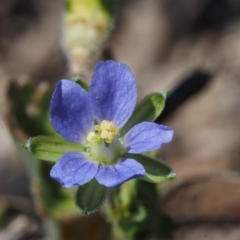 Erodium crinitum (Native Crowfoot) at Paddys River, ACT - 27 Sep 2015 by KenT