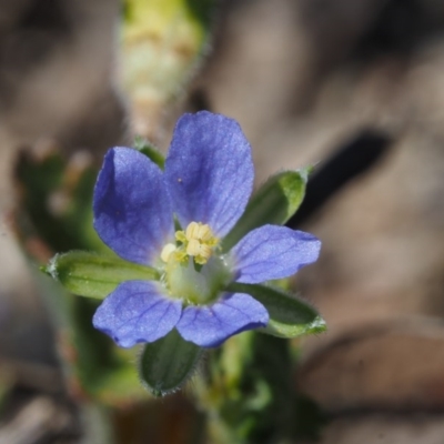 Erodium crinitum (Native Crowfoot) at Bullen Range - 27 Sep 2015 by KenT