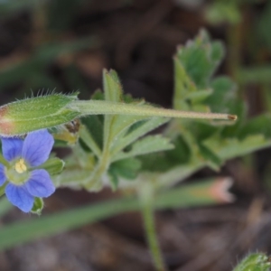 Erodium crinitum at Paddys River, ACT - 27 Sep 2015 12:28 PM