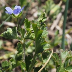 Erodium crinitum at Paddys River, ACT - 27 Sep 2015 12:28 PM