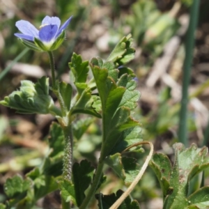 Erodium crinitum at Paddys River, ACT - 27 Sep 2015