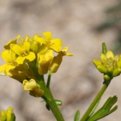 Barbarea verna (Wintercress, American Cress) at Paddys River, ACT - 27 Sep 2015 by KenT