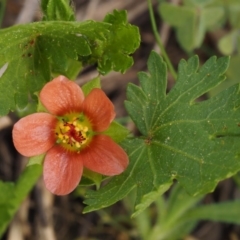 Modiola caroliniana (Red-flowered Mallow) at Bullen Range - 27 Sep 2015 by KenT