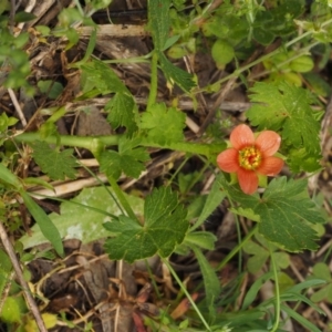 Modiola caroliniana at Paddys River, ACT - 27 Sep 2015 01:41 PM