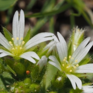 Cerastium glomeratum at Paddys River, ACT - 27 Sep 2015 01:03 PM