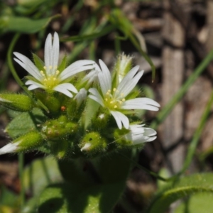 Cerastium glomeratum at Paddys River, ACT - 27 Sep 2015 01:03 PM