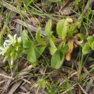 Cerastium glomeratum at Paddys River, ACT - 27 Sep 2015 01:03 PM