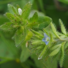 Veronica arvensis (Wall Speedwell) at Bullen Range - 27 Sep 2015 by KenT