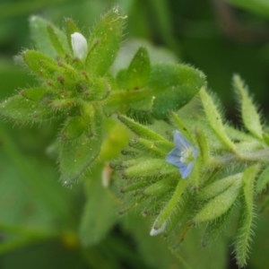 Veronica arvensis at Paddys River, ACT - 27 Sep 2015