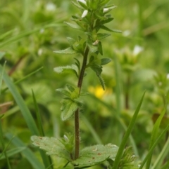 Veronica arvensis at Paddys River, ACT - 27 Sep 2015