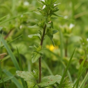 Veronica arvensis at Paddys River, ACT - 27 Sep 2015 01:24 PM