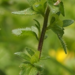 Veronica arvensis at Paddys River, ACT - 27 Sep 2015