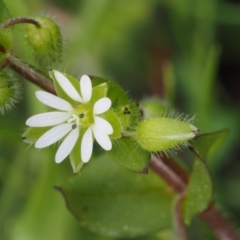 Stellaria media (Common Chickweed) at Bullen Range - 27 Sep 2015 by KenT