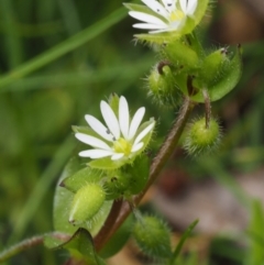 Stellaria media at Paddys River, ACT - 27 Sep 2015