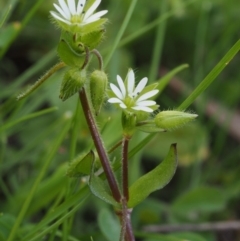 Stellaria media at Paddys River, ACT - 27 Sep 2015 01:17 PM