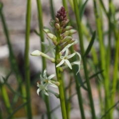 Stackhousia monogyna (Creamy Candles) at Canberra Central, ACT - 27 Sep 2015 by KenT