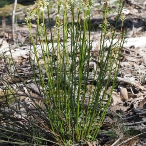 Stackhousia monogyna at Canberra Central, ACT - 28 Sep 2015