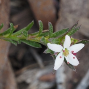 Rhytidosporum procumbens at Point 5805 - 28 Sep 2015