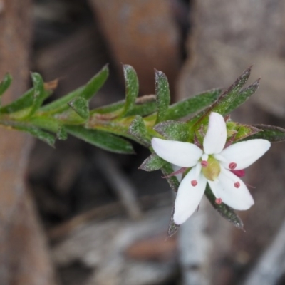 Rhytidosporum procumbens (White Marianth) at Black Mountain - 28 Sep 2015 by KenT