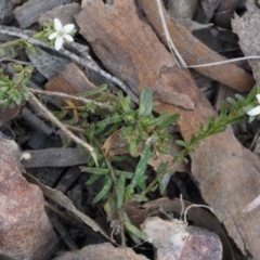 Rhytidosporum procumbens at Point 5805 - 28 Sep 2015 01:05 PM