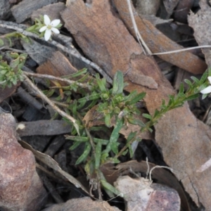 Rhytidosporum procumbens at Point 5805 - 28 Sep 2015