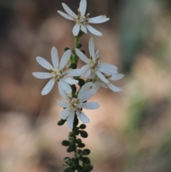 Olearia microphylla (Olearia) at Black Mountain - 28 Sep 2015 by KenT