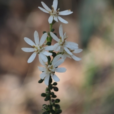 Olearia microphylla (Olearia) at Point 5805 - 28 Sep 2015 by KenT