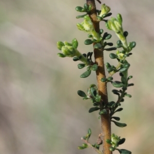 Olearia microphylla at Canberra Central, ACT - 28 Sep 2015