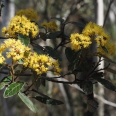 Pomaderris intermedia (Golden Pomaderris) at Canberra Central, ACT - 28 Sep 2015 by KenT