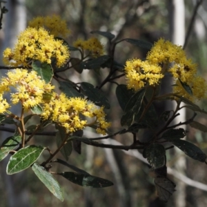 Pomaderris intermedia at Canberra Central, ACT - 28 Sep 2015