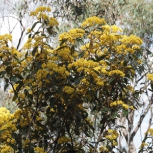 Pomaderris intermedia at Canberra Central, ACT - 28 Sep 2015 12:37 PM