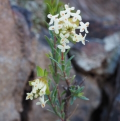Pimelea linifolia subsp. linifolia (Queen of the Bush, Slender Rice-flower) at Black Mountain - 27 Sep 2015 by KenT
