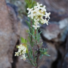 Pimelea linifolia subsp. linifolia (Queen of the Bush, Slender Rice-flower) at Acton, ACT - 28 Sep 2015 by KenT