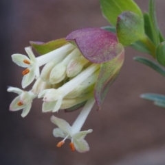 Pimelea linifolia subsp. linifolia at Acton, ACT - 28 Sep 2015