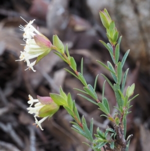 Pimelea linifolia subsp. linifolia at Acton, ACT - 28 Sep 2015