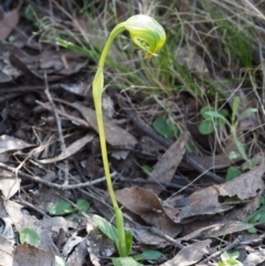Pterostylis nutans (Nodding Greenhood) at Canberra Central, ACT - 27 Sep 2015 by KenT