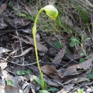 Pterostylis nutans at Canberra Central, ACT - suppressed