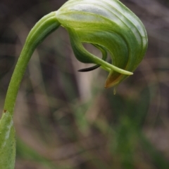 Pterostylis nutans at Canberra Central, ACT - 28 Sep 2015