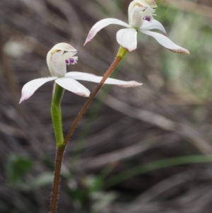 Caladenia ustulata at Canberra Central, ACT - 28 Sep 2015