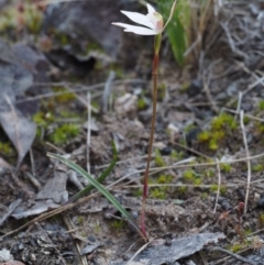 Caladenia fuscata (Dusky Fingers) at Black Mountain - 27 Sep 2015 by KenT