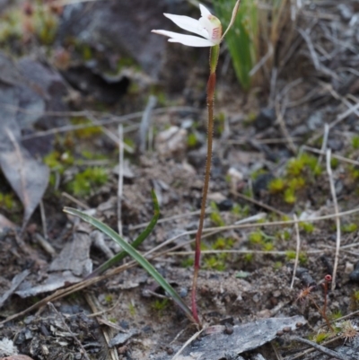 Caladenia fuscata (Dusky Fingers) at Black Mountain - 27 Sep 2015 by KenT