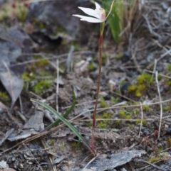 Caladenia fuscata (Dusky Fingers) at Canberra Central, ACT - 27 Sep 2015 by KenT