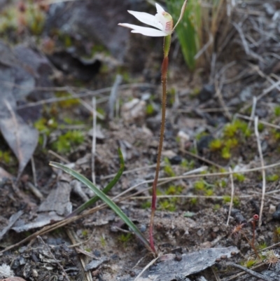 Caladenia fuscata (Dusky Fingers) at Canberra Central, ACT - 27 Sep 2015 by KenT